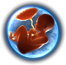 unborn-human.png
